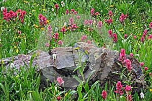 Colorado Wildflowers