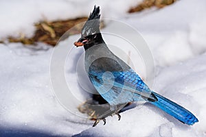 Colorado Wildlife. Steller`s Jay Eating Seeds in the Snow