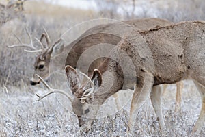 Colorado Wildlife. Wild Deer on the High Plains of Colorado. Mule deer bucks