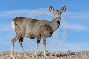 Colorado Wildlife. Wild Deer on the High Plains of Colorado. Mule Deer Doe on a grassy hill