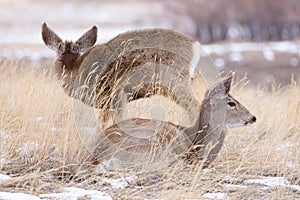 Colorado Wildlife. Wild Deer on the High Plains of Colorado. Two mule deer doe resting in the grass and snow