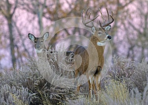 Colorado Wildlife. Wild Deer on the High Plains of Colorado. White-tailed buck and doe on a winter morning