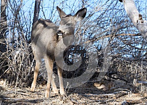 Colorado Wildlife. Wild Deer on the High Plains of Colorado. Young mule deer doe in brush