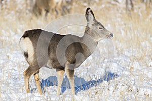 Colorado Wildlife. Wild Deer on the High Plains of Colorado. Young mule deer doe in the snow
