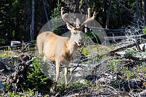 Colorado Wildlife. Wild Mule Deer Buck in the Colorado Rocky Mountains