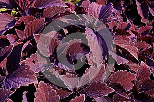 Colorblaze Marooned Coleus  820381