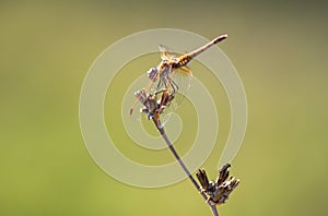 libellula color oro photo