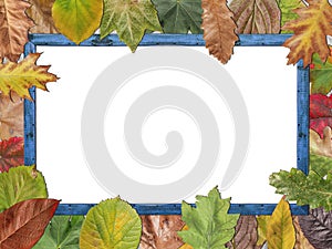 Colored autumn leaves with blue wooden picture frame