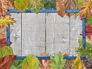 Colored autumn leaves with blue wooden picture frame