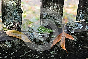 Colored autumn leaves lie on the old fence covered with moss. After the rain.