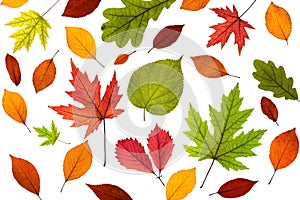 Colored autumn leaves on a white background. Autumn foliage collection. Flat lay