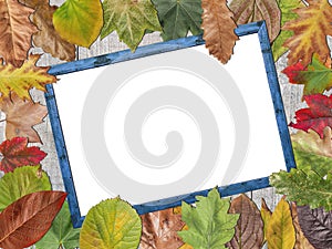 Colored autumn leaves white copy space on blue wooden picture frame