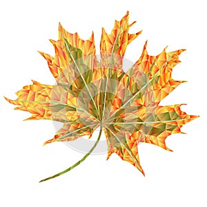 Colored autumnal leaf Maple polygons  kaleidoscope, vector illustration editable hand drawn