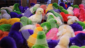 Colored baby chicken in Padang market