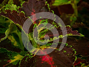 Colored background of Coleus of different species