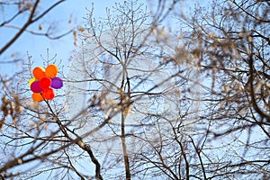 Colored balloons got stuck in leafless trees near an abandoned building