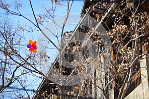 Colored balloons got stuck in leafless trees near an abandoned building