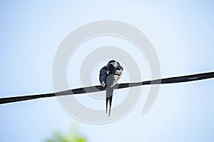 Colored the barn swallow Hirundo rustica bird, close up