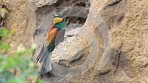 Colored bee eater birds, feeding chiks in the nest