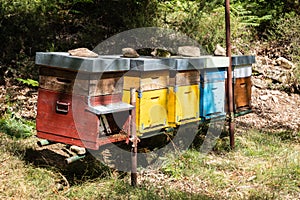 Colored beehives in the wood