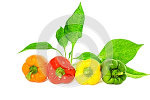 Colored bell peppers on white background