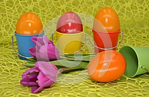 Colored bird eggs scenery