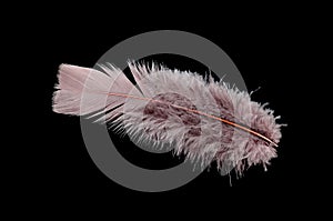 Colored bird feather isolated on black background