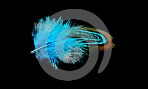 Colored bird feather isolated on black background