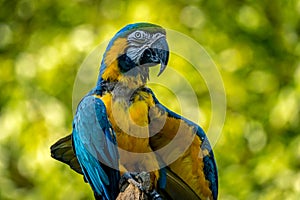 colored bird - parrot