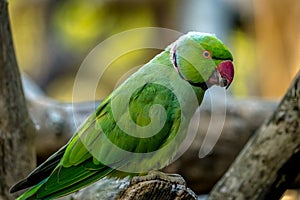 colored bird - parrot