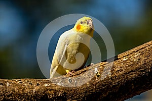 colored bird - parrot