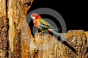 colored bird - parrot