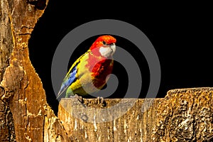 colored bird - parrot