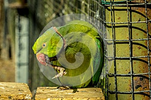 colored bird - parrot