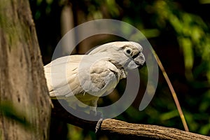 colored bird - parrot