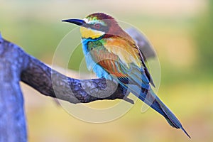 Colored bird sits on a pattern with patterns