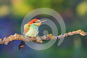 Colored bird in the sun`s morning rays