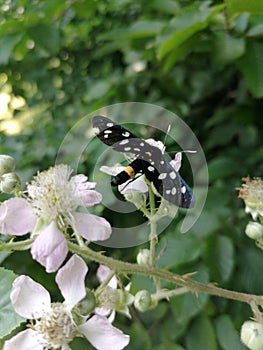 Colored black and white butterfly sitting on a pink flower close up