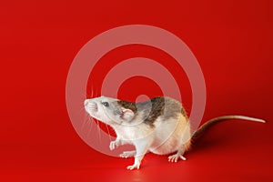 Colored black and white rat isolated on a red background. Close-up portrait of a mouse. The rodent stands on its hind