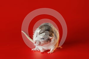 Colored black and white rat isolated on a red background. Close-up portrait of a mouse. The rodent stands on its hind