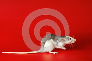 Colored black and white rat isolated on a red background. Close-up portrait of a mouse. The rodent stands on its hind