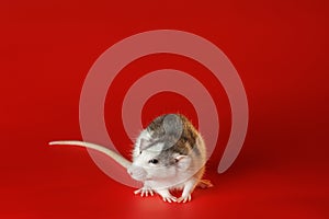Colored black and white rat isolated on a red background. Close-up portrait of a mouse. The rodent stands on its paws