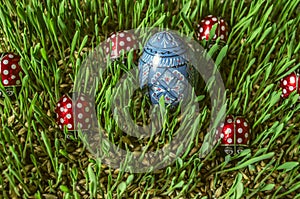 Colored blue egg and red ladybirds on green sprouted barley