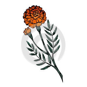 Colored botanical sketch of a marigold flower with shading. Vector floral natural drawing