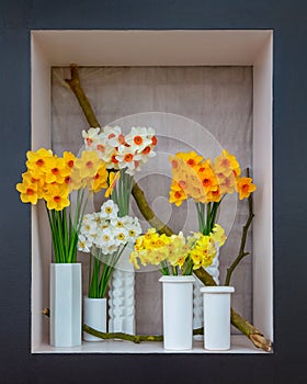 Colored bouquets of narcissuses in white vases