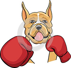 Colored boxing boxer photo