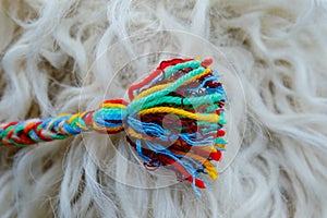 Colored braided pompom on blurred sheep wool background