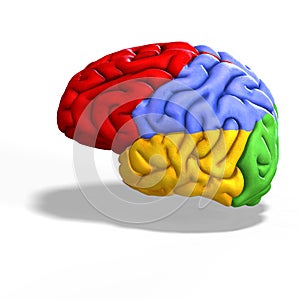 Colored brain