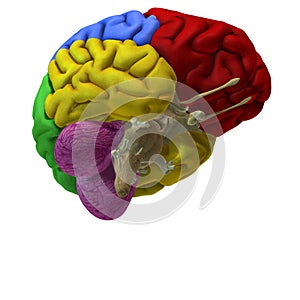 Colored brain