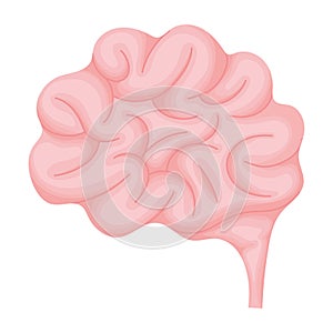 colored brain illustration